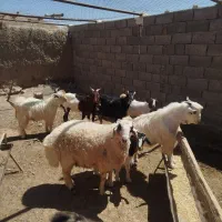 گوسفند
