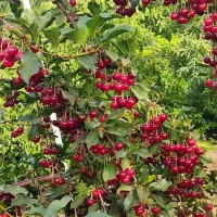 چهار هزار متر باغ میوه ایلبگی