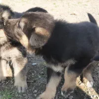 توله سگ شیانلو|سگ|لاهیجان, لیل|دیوار