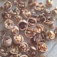 یکتننیممویزانگورشانی سردشتسهتننیمگردو