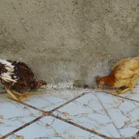 مرغ|حیوانات مزرعه|زاهدان, |دیوار