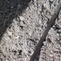 کود مرغ فله مرغ مادر گوشتی