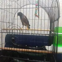 مرغ مینا پاکستانی