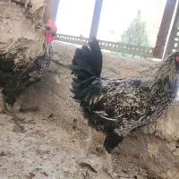 فروش خروس سیاه بلک استار