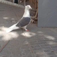 پرنده