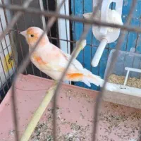 قناری نر معاوضه
