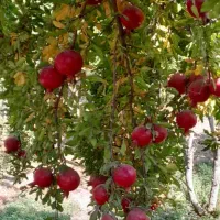 رب انار درجه یک از انار درجه یک|خوردنی و آشامیدنی|شیراز, معالیآباد|دیوار