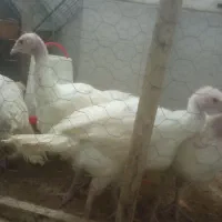 بوقلمون بیوتی