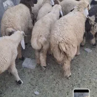 ۲۳راس بره شیرمست شیرازی