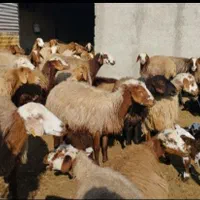 ( عقیقه   نذری)|حیوانات مزرعه|قزوین, |دیوار