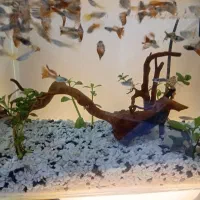 ماهی گوپی مولد