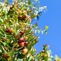 تولید نهال عناب ژاپنی|خدمات باغبانی و درختکاری|ابهر, |دیوار