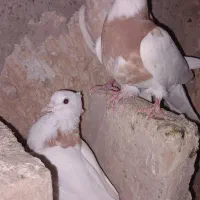 کفتر طوقی زرد|پرنده|سبزوار, قصبه شرقی|دیوار