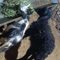 یک راس بره نرویک راس بزغاله|حیوانات مزرعه|کرج, شهرک بنفشه|دیوار