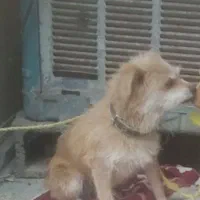 سگ گمشده نرگه حدود دوماه پیش