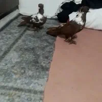 یک جفت باشی قرمزی صید شدن