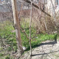 نهال گردوی سنتی اسکو