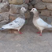 جفت سار