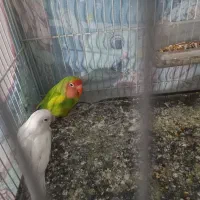 کوتوله و مر غ عشق|پرنده|بیرجند, |دیوار