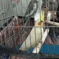 کوتوله برزیلی ومرغ عروس|پرنده|کاشان, نوش آباد|دیوار