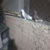 فروش کبوترهای هما و  سبز