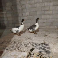 غاز ماده جوان