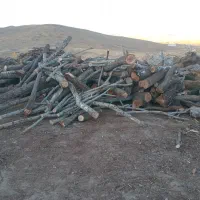 خریدار انوع چوب|خدمات باغبانی و درختکاری|آبگرم, |دیوار