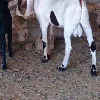 بزگلابی کهره سانن|حیوانات مزرعه|جهرم, |دیوار