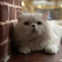 واگذاری گربه پرشین