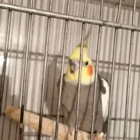 عروس هلندی مولد با جوجه|پرنده|رباطکریم, نصیرشهر|دیوار