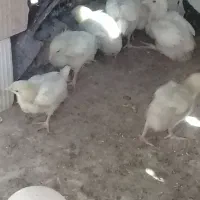 جوجه گوشتی ۱۲ روزه