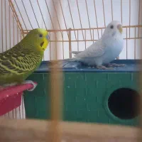 مرغ‌عشق‌بالغ|پرنده|مسجد سلیمان, |دیوار