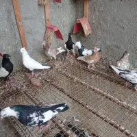 8تا رنگی زرنگ ناز دونه 400