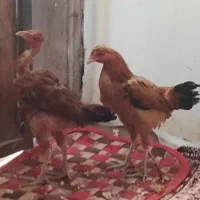 سلام جوجه شوربه ای چاغ|حیوانات مزرعه|کرباسک, |دیوار