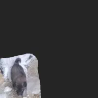 توله سگ