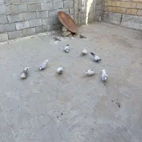 8عددکبوترخوب وعالی|پرنده|هشتگرد, سیف آباد|دیوار