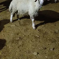 ۳۰ راس بره نر و ماده پروار درجه یک گوسفند