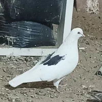 پرنده