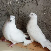 کبوتر