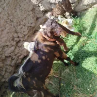نری پاکستانی بزرگ