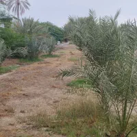 زمین متراژ2300 قلعه قاضی|فروش خانه و ویلا|قلعه قاضی, |دیوار