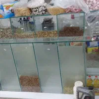 جا اجیل تخم..تمام‌شیشه..