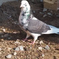 حیون غریب گیری