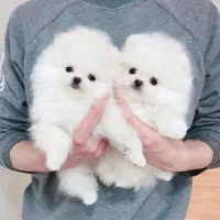 پودل /پامر/شیتزو/گلدن /چاو چاو