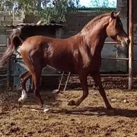 اسب عرب خالص