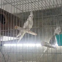 عروس هلندی وایت فیس دوکت مولد باقفس