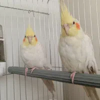 عروس هلندی جفت لوتینو