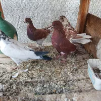 ۹عدد گرفتنی مخلفه جون|پرنده|کاشان, گریه|دیوار