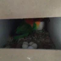 کتوله باتخم|پرنده|آران و بیدگل, |دیوار