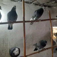 کبوترپرشی فروشی|پرنده|بندر ترکمن, |دیوار